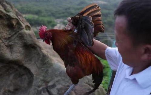 老鸡高清在线观看,高清在线观看，揭秘尘封往事的惊悚之旅